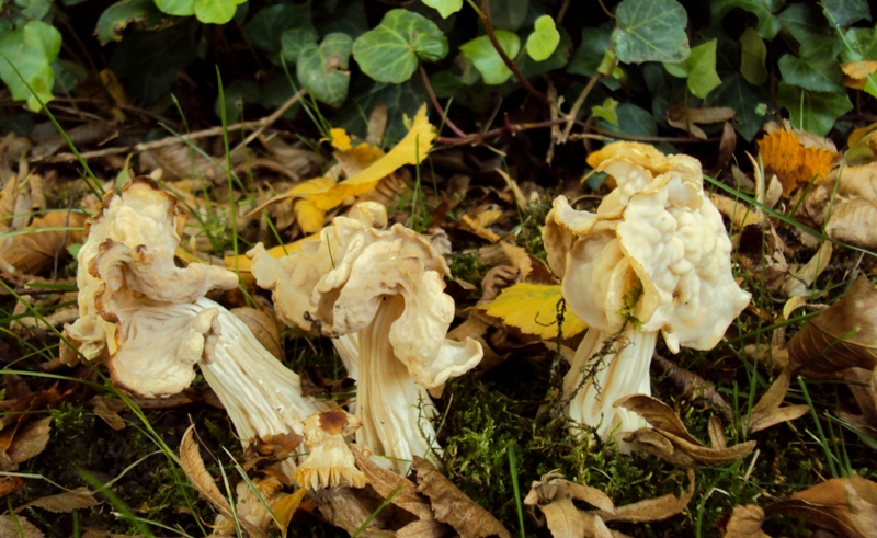 bulimia fungina al parco